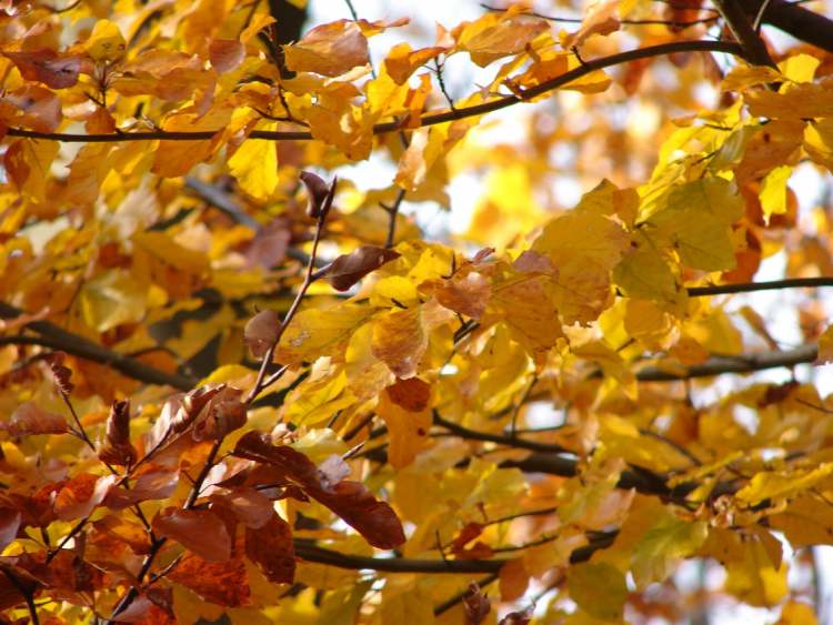 Herbstliche Blätter (Bitte hier klicken um dieses Bild in seiner vollen Größe zu betrachten)