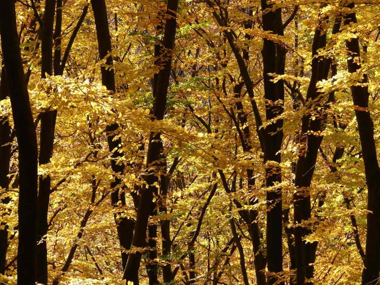 Herbststimmung im Buchenwald (Bitte hier klicken um dieses Bild in seiner vollen Größe zu betrachten)