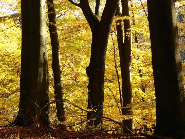 Buchen in Herbststimmung (Bitte hier klicken um dieses Bild in seiner vollen Größe zu betrachten)