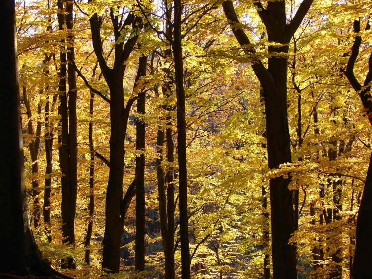 Buchenwald im Herbst (Bitte hier klicken um dieses Bild in seiner vollen Größe zu betrachten)