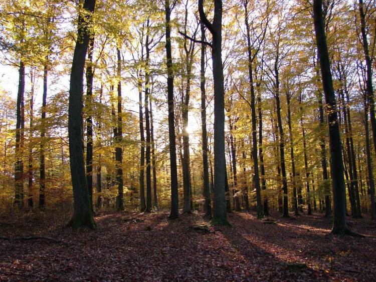 lange Schatten im Herbstwald (Bitte hier klicken um dieses Bild in seiner vollen Größe zu betrachten)