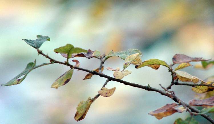 ein Ast im Herbst (Bitte hier klicken um dieses Bild in seiner vollen Größe zu betrachten)