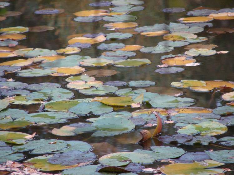 Herbststimmung mit Seereosenblättern auf einem See (Bitte hier klicken um dieses Bild in seiner vollen Größe zu betrachten)