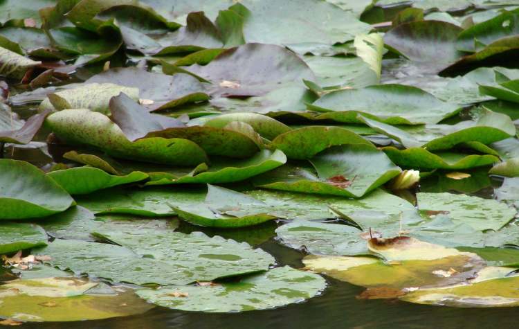 Seerosenblätter im See (Bitte hier klicken um dieses Bild in seiner vollen Größe zu betrachten)