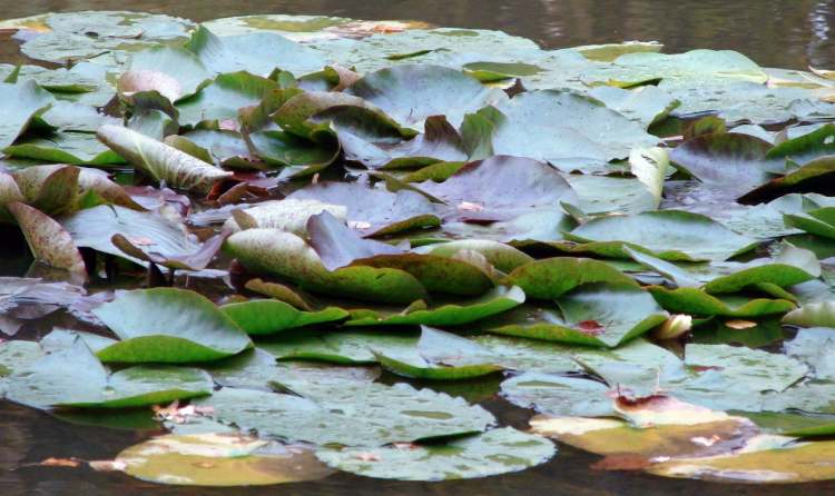 Seerosenblätter im herbstlichen See (Bitte hier klicken um dieses Bild in seiner vollen Größe zu betrachten)