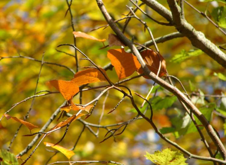 Herbststimmung (Bitte hier klicken um dieses Bild in seiner vollen Größe zu betrachten)