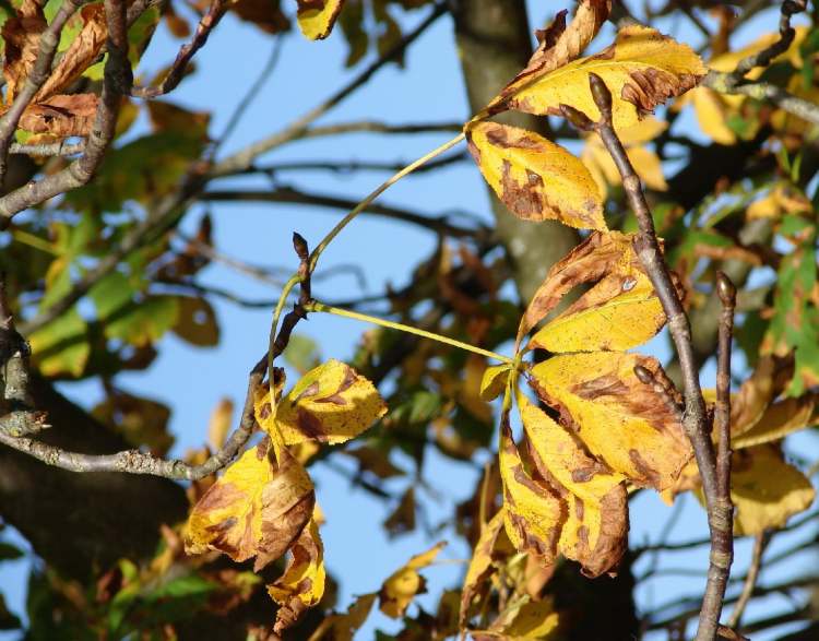 Herbstsblätter (Bitte hier klicken um dieses Bild in seiner vollen Größe zu betrachten)