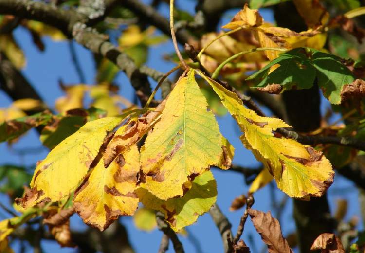 Herbstäste (Bitte hier klicken um dieses Bild in seiner vollen Größe zu betrachten)