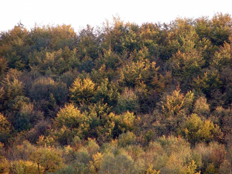 Herbstlicher Wald (Bitte hier klicken um dieses Bild in seiner vollen Größe zu betrachten)