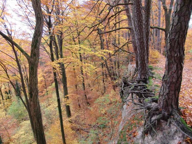 der herbstliche Wald (Bitte hier klicken um dieses Bild in seiner vollen Größe zu betrachten)