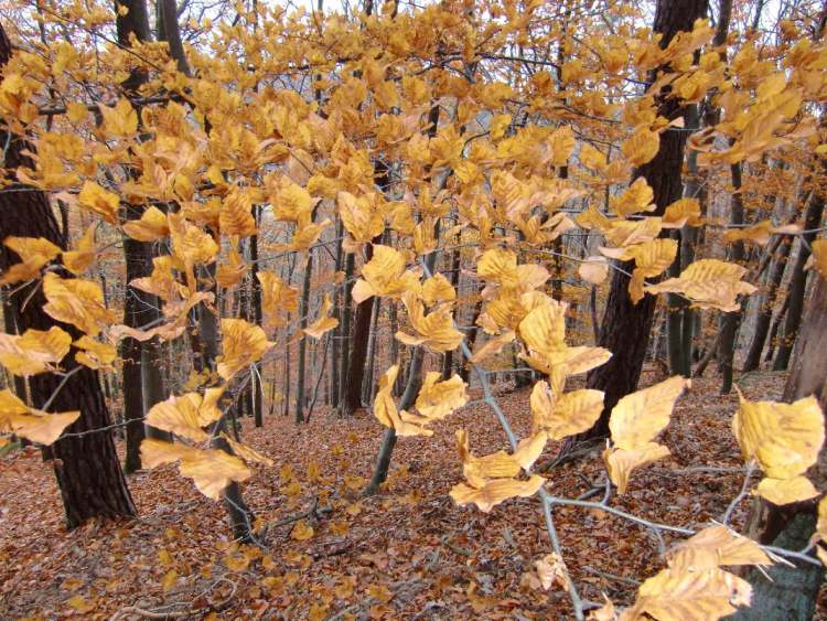 Herbstlaub an den Bäumen (Bitte hier klicken um dieses Bild in seiner vollen Größe zu betrachten)