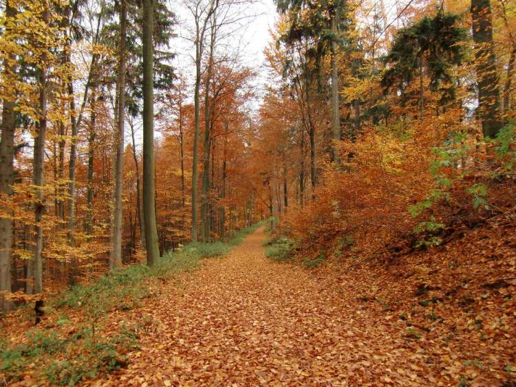 Herbstwanderung auf Blätterweg (Bitte hier klicken um dieses Bild in seiner vollen Größe zu betrachten)