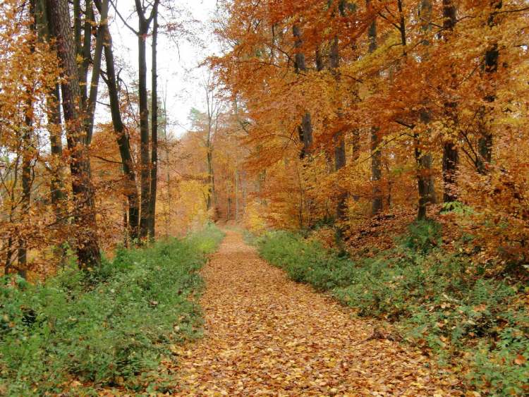 herbstlicher Wanderweg (Bitte hier klicken um dieses Bild in seiner vollen Größe zu betrachten)