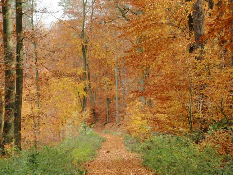 Der Herbstwanderweg (Bitte hier klicken um dieses Bild in seiner vollen Größe zu betrachten)