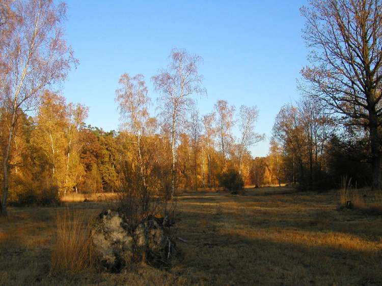Naturschutzgebiet im Herbst (Bitte hier klicken um dieses Bild in seiner vollen Größe zu betrachten)