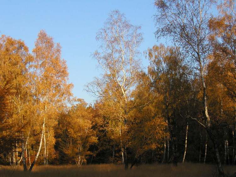 Herbstbäume (Bitte hier klicken um dieses Bild in seiner vollen Größe zu betrachten)