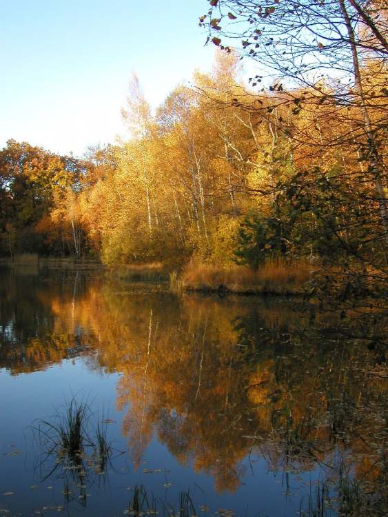 See im Naturschutzgebiet bei Obersteinbach im Herbst (Bitte hier klicken um dieses Bild in seiner vollen Größe zu betrachten)