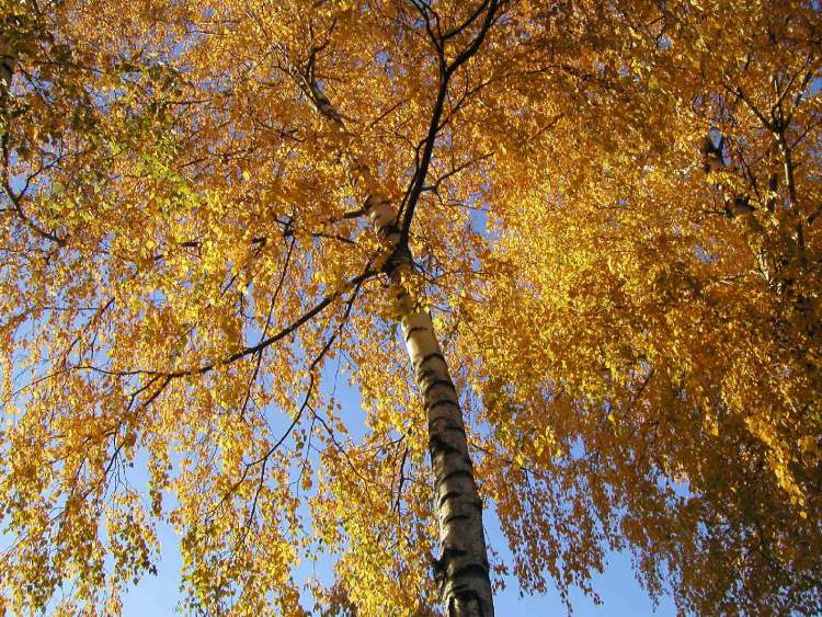 Birke im Herbst (Bitte hier klicken um dieses Bild in seiner vollen Größe zu betrachten)