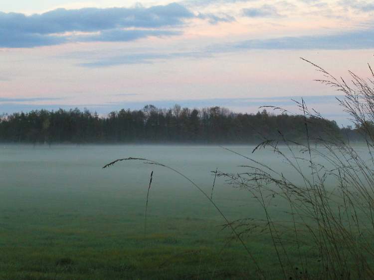 Nebel über Wiese (Bitte hier klicken um dieses Bild in seiner vollen Größe zu betrachten)