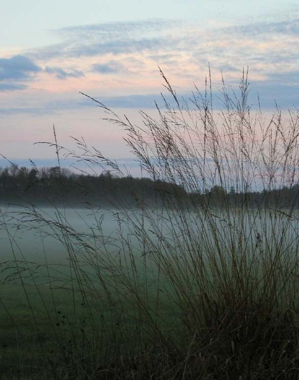 Nebel über herbstlicher Wiese (Bitte hier klicken um dieses Bild in seiner vollen Größe zu betrachten)