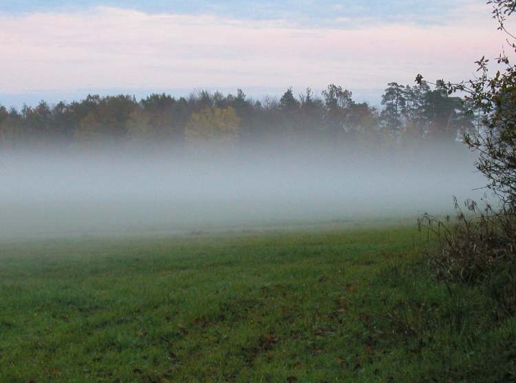 Nebelwiese (Bitte hier klicken um dieses Bild in seiner vollen Größe zu betrachten)