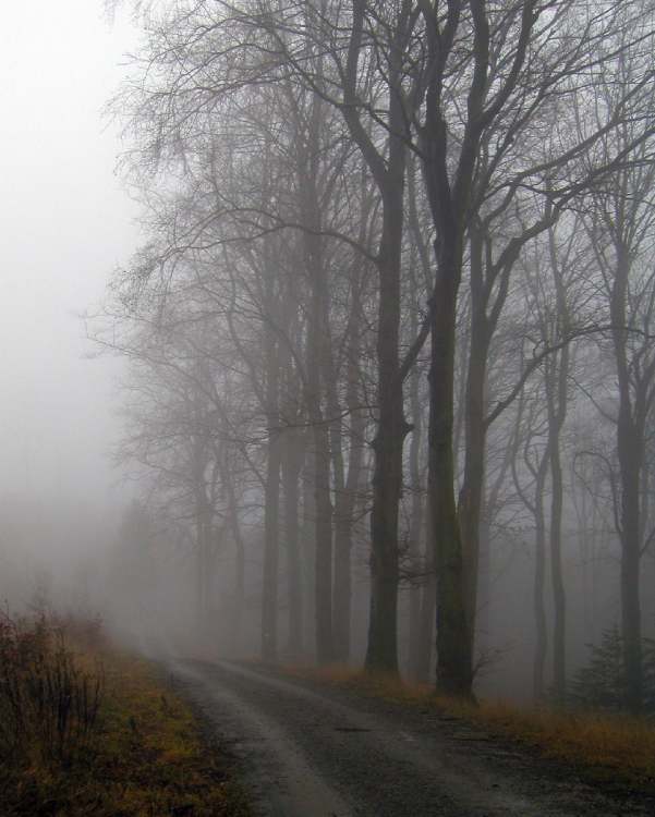 Nebelwald (Bitte hier klicken um dieses Bild in seiner vollen Größe zu betrachten)