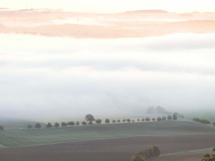 Baumreihe im Morgennebel (Bitte hier klicken um dieses Bild in seiner vollen Größe zu betrachten)