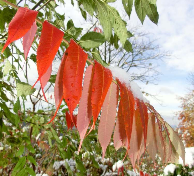 Rote Herbstblätter (Bitte hier klicken um dieses Bild in seiner vollen Größe zu betrachten)