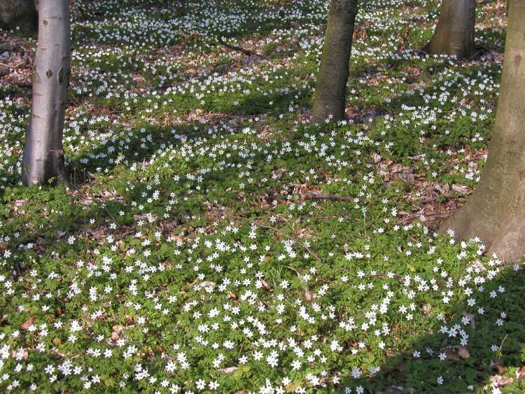 Anemone nemorosa Buschwindröschen (Bitte hier klicken um dieses Bild in seiner vollen Größe zu betrachten)