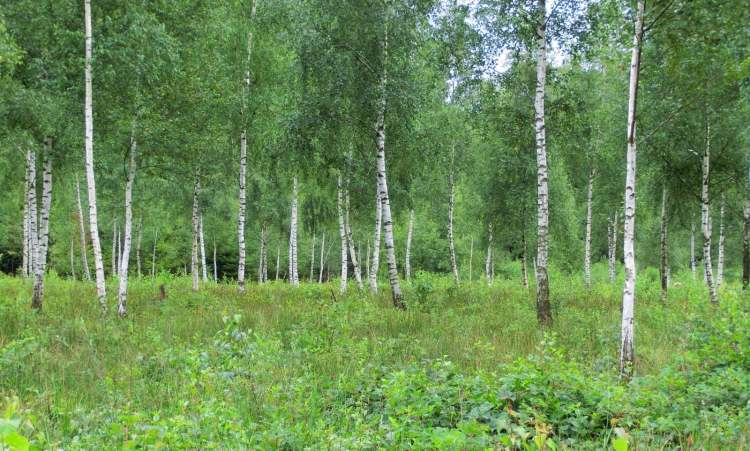 ein grüner Birkenwald (Bitte hier klicken um dieses Bild in seiner vollen Größe zu betrachten)