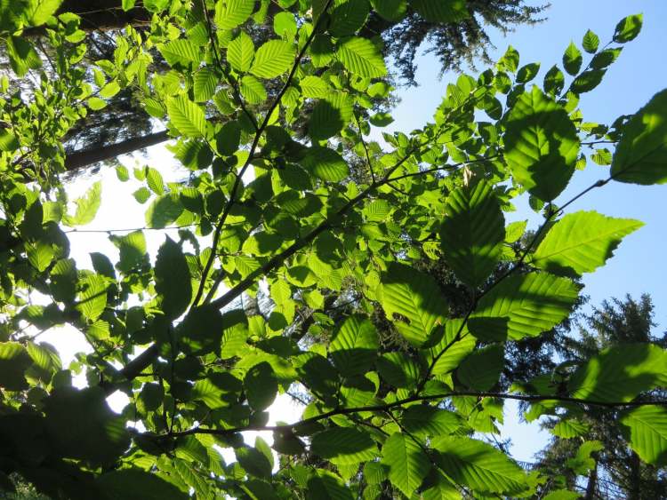 Buchenblätter im Waldlicht (Bitte hier klicken um dieses Bild in seiner vollen Größe zu betrachten)