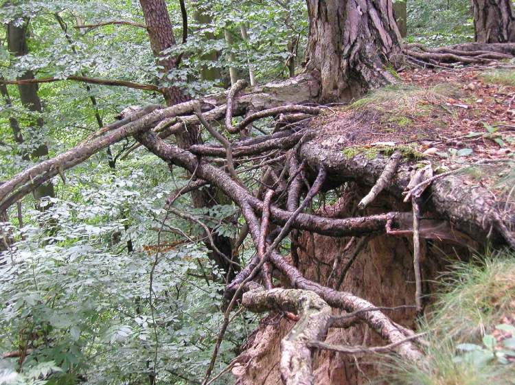 freie Wurzeln im Märchenwald in Hohenlohe (Bitte hier klicken um dieses Bild in seiner vollen Größe zu betrachten)