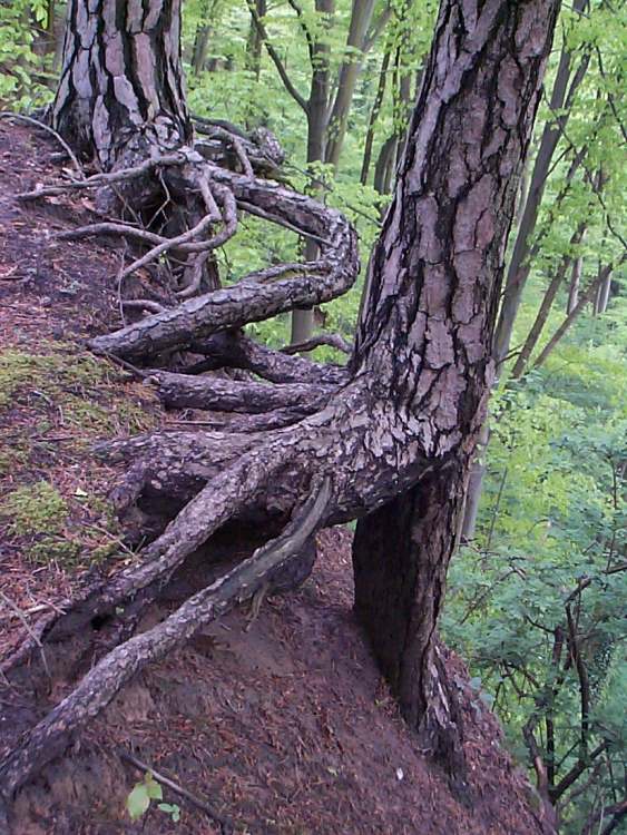 Märchenwald in Hohenlohe (Bitte hier klicken um dieses Bild in seiner vollen Größe zu betrachten)