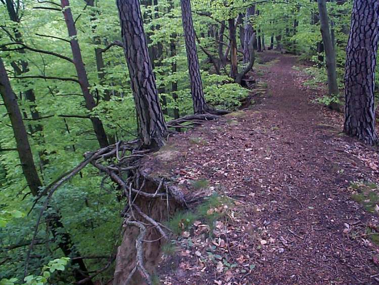 Märchenwaldweg in Hohenlohe (Bitte hier klicken um dieses Bild in seiner vollen Größe zu betrachten)