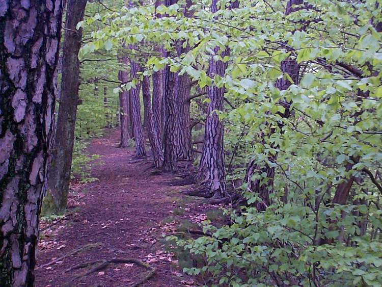 Märchenhafter Wald in Hohenlohe (Bitte hier klicken um dieses Bild in seiner vollen Größe zu betrachten)