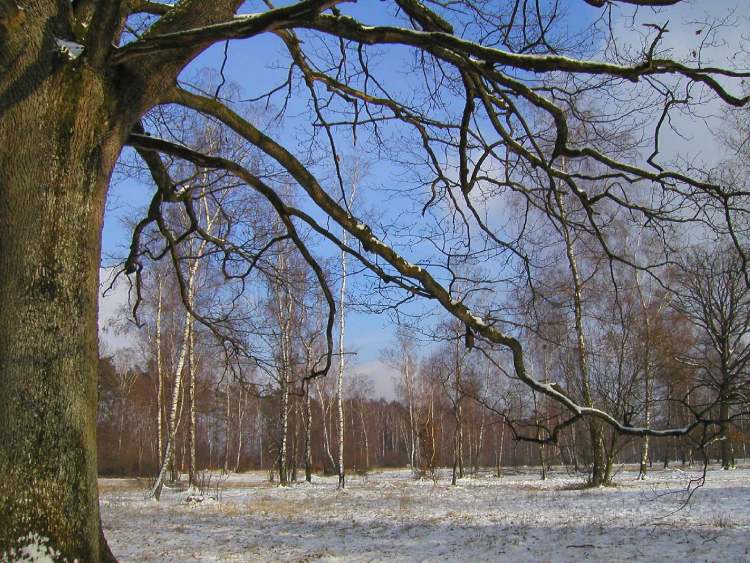 mächtiger Baum im Naturschutzgebiet Viehweide bei Obersteinbach im Winter (Bitte hier klicken um dieses Bild in seiner vollen Größe zu betrachten)