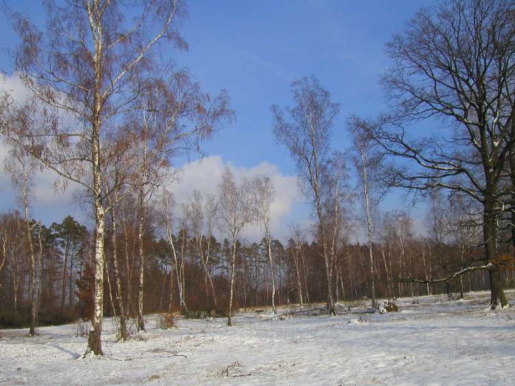 Birken im Winter (Bitte hier klicken um dieses Bild in seiner vollen Größe zu betrachten)