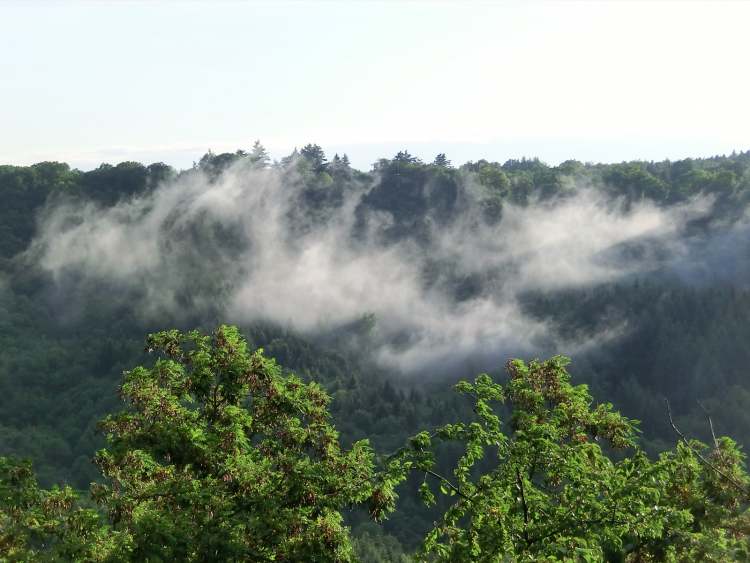 Nebel über Wald (Bitte hier klicken um dieses Bild in seiner vollen Größe zu betrachten)