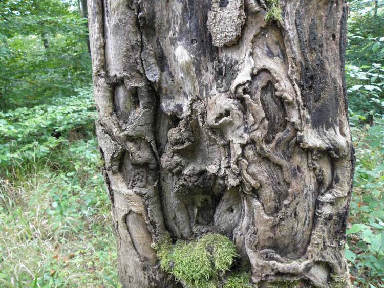 Baumrindenphantasie (Bitte hier klicken um dieses Bild in seiner vollen Größe zu betrachten)