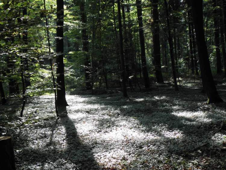 Waldboden (Bitte hier klicken um dieses Bild in seiner vollen Größe zu betrachten)