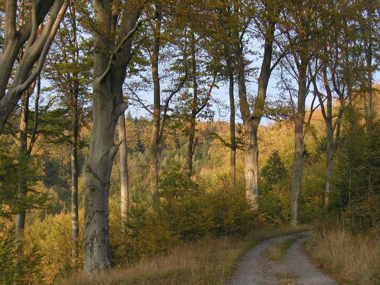 schöne Bäume im Wald (Bitte hier klicken um dieses Bild in seiner vollen Größe zu betrachten)