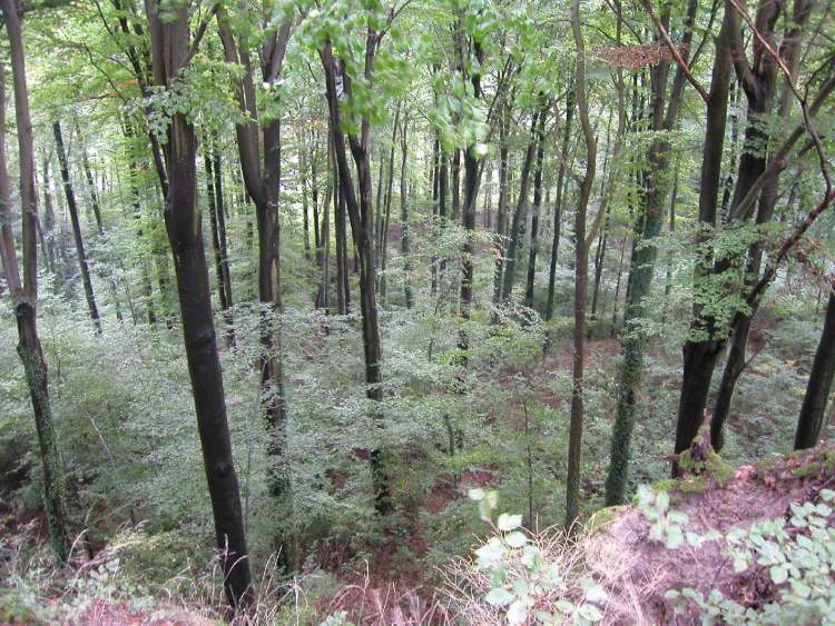 Wald von oben vom Abhang gesehen (Bitte hier klicken um dieses Bild in seiner vollen Größe zu betrachten)