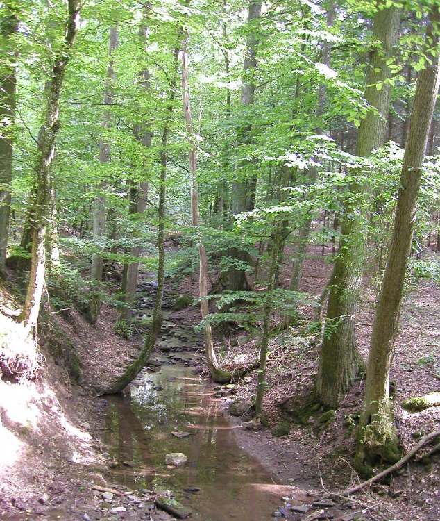 ein Waldbach (Bitte hier klicken um dieses Bild in seiner vollen Größe zu betrachten)