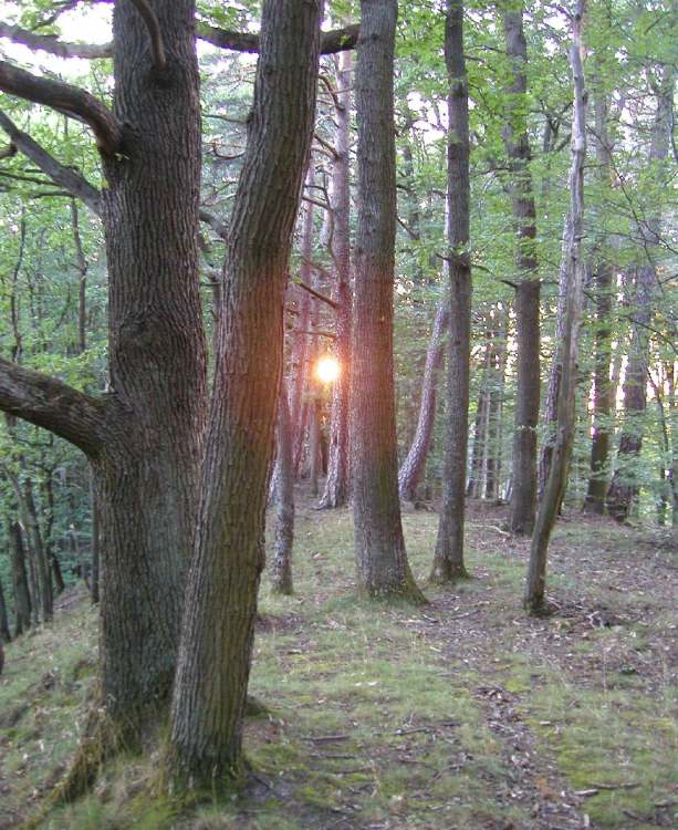 Waldsonne (Bitte hier klicken um dieses Bild in seiner vollen Größe zu betrachten)