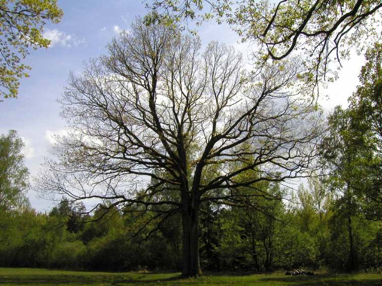 Ein Parkbaum (Bitte hier klicken um dieses Bild in seiner vollen Größe zu betrachten)