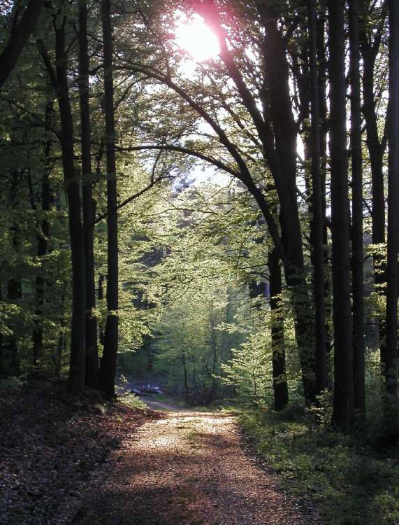 traumhafter Waldweg (Bitte hier klicken um dieses Bild in seiner vollen Größe zu betrachten)