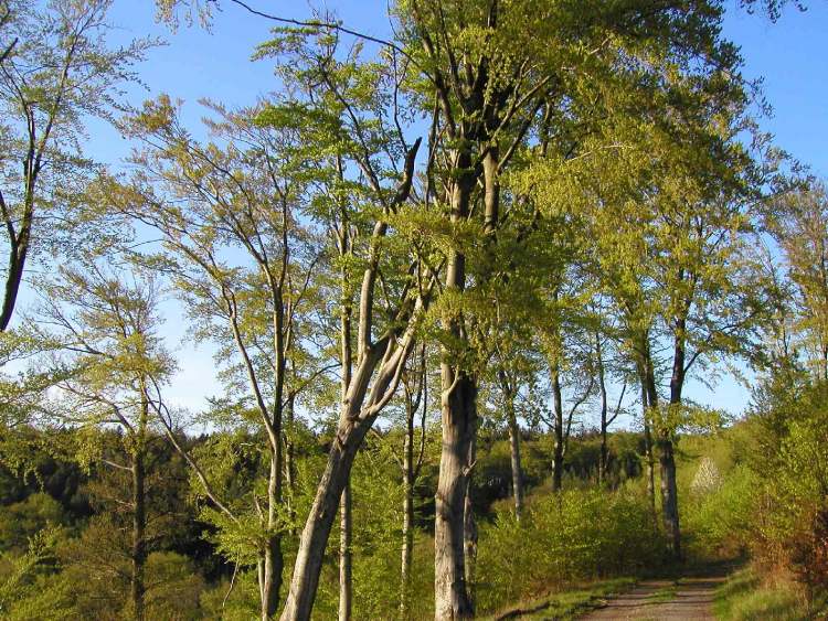 Bäume am Waldweg (Bitte hier klicken um dieses Bild in seiner vollen Größe zu betrachten)