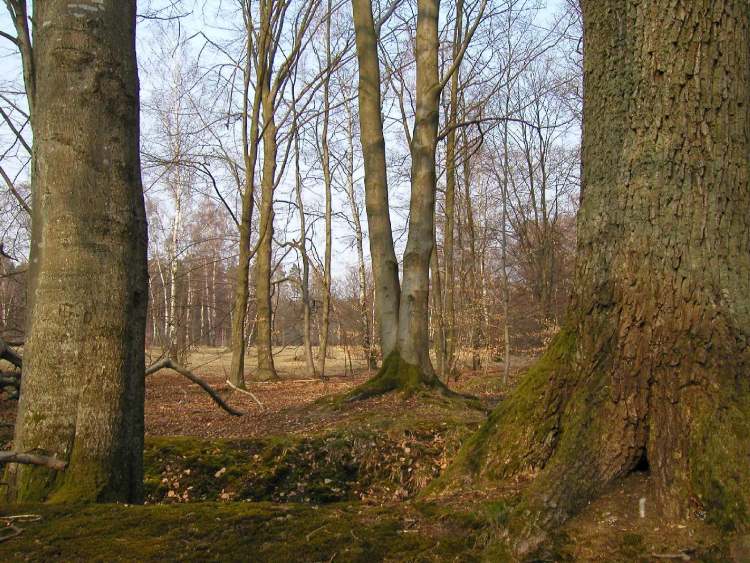 im Naturschutzgebiet (Bitte hier klicken um dieses Bild in seiner vollen Größe zu betrachten)