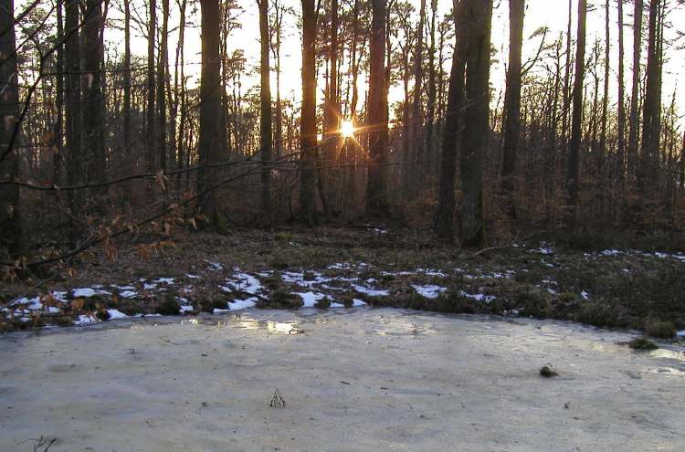tiefstehende Waldsonne im Winter (Bitte hier klicken um dieses Bild in seiner vollen Größe zu betrachten)