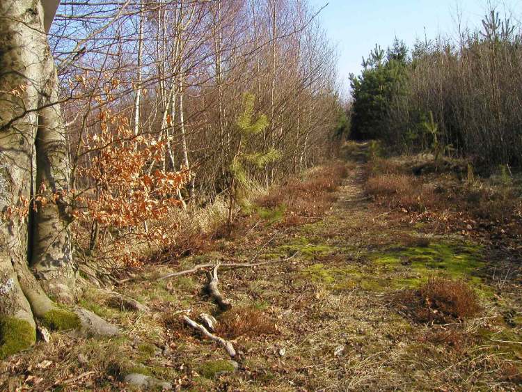 Naturwaldweg (Bitte hier klicken um dieses Bild in seiner vollen Größe zu betrachten)